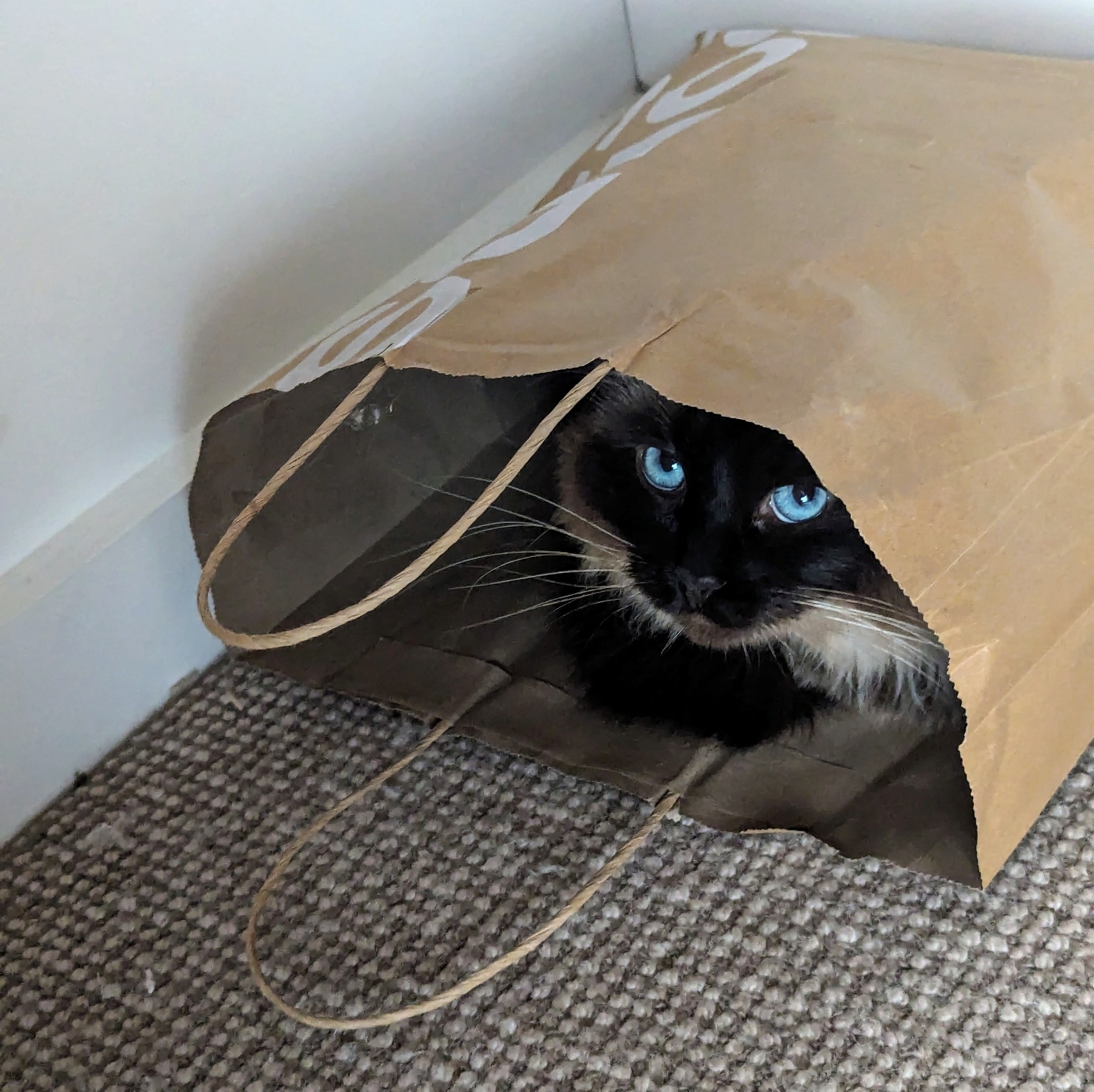 A black cat with striking blue eyes is peeking out from a brown paper bag on a carpeted floor.