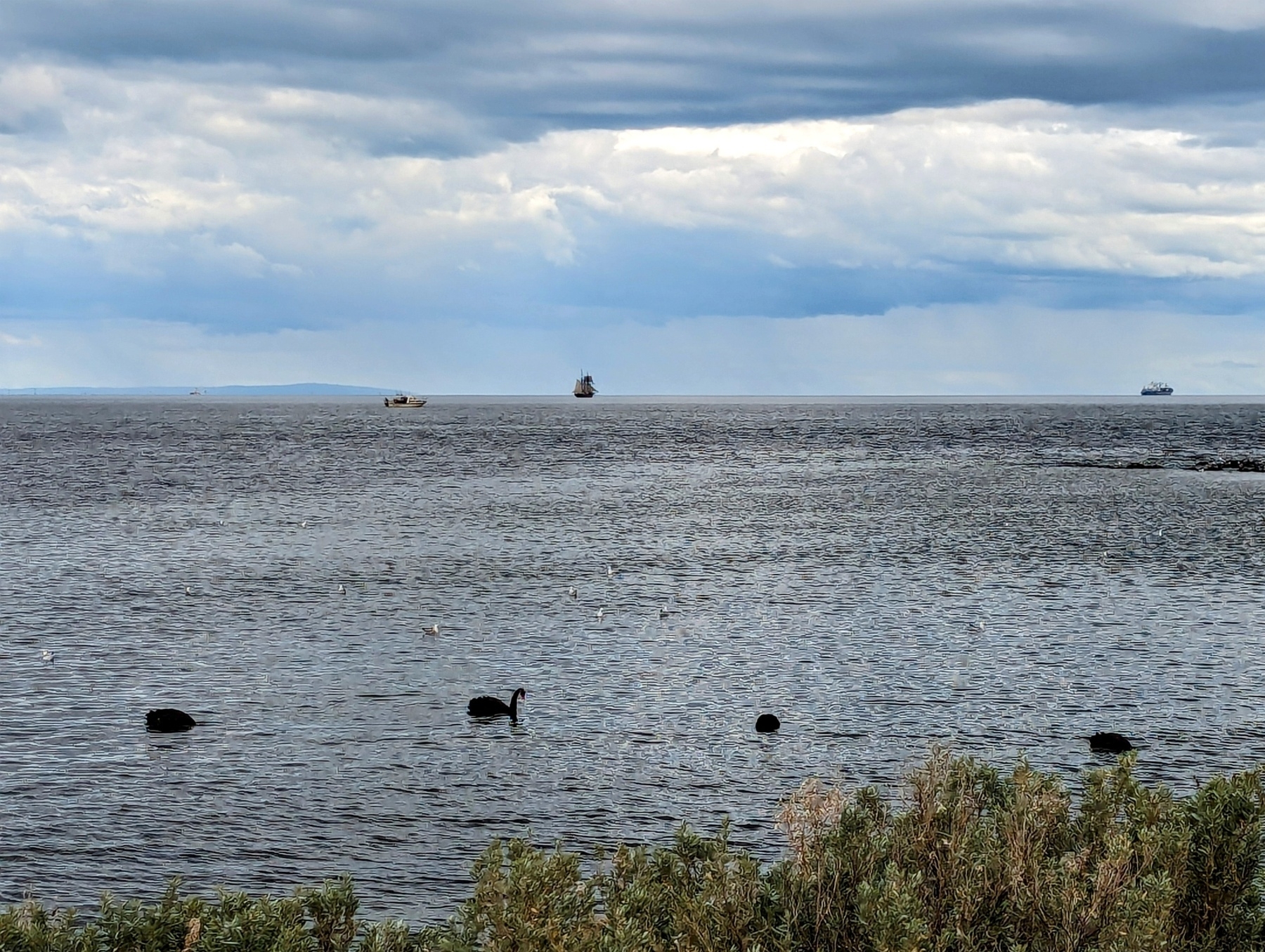 A view of a bay with a sailing ship in the distance and several black swans feeding in the foreground 