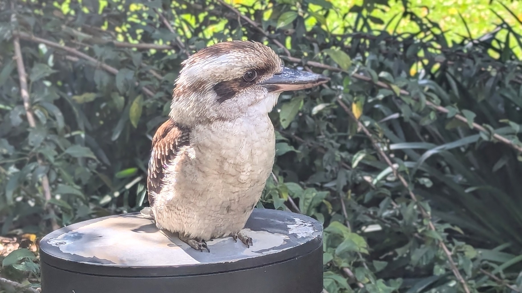 A kookaburra is perched on a cylindrical surface with dense green foliage in the background.