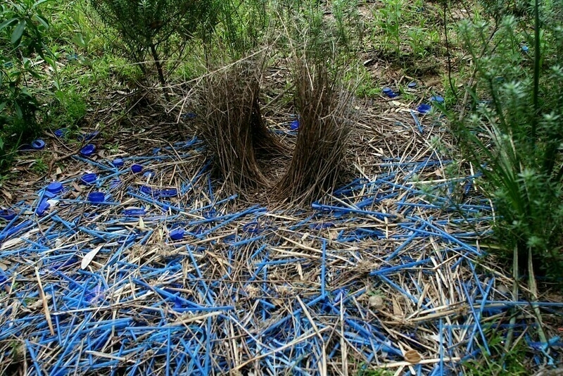 the bower of a satin bower bird. The male bird collects blue items to attract the female.