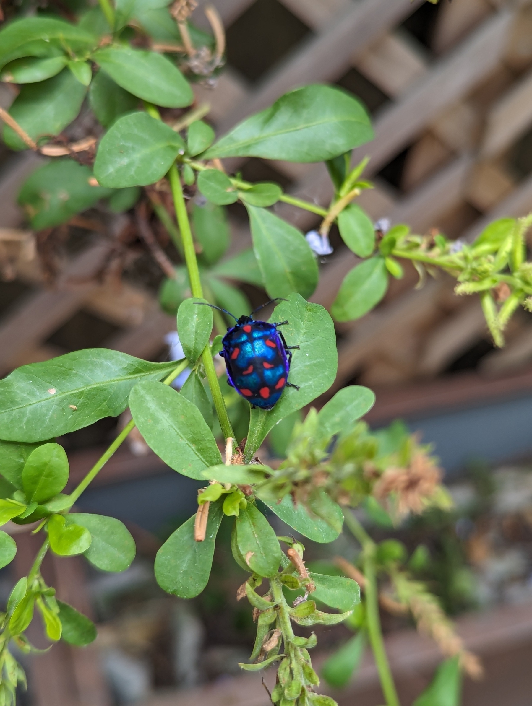 A shiny blue beetle with red spots rests on a leafy branch