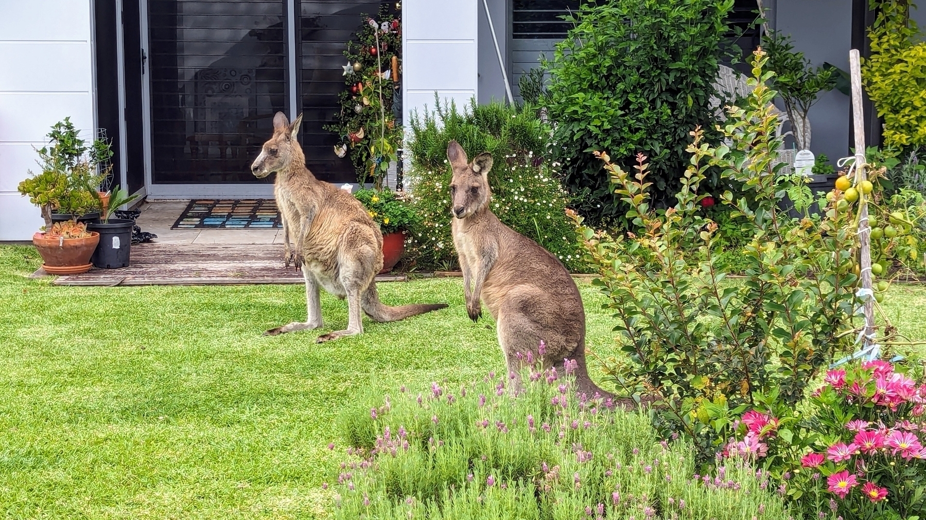 Two wallabies on a front lawn 