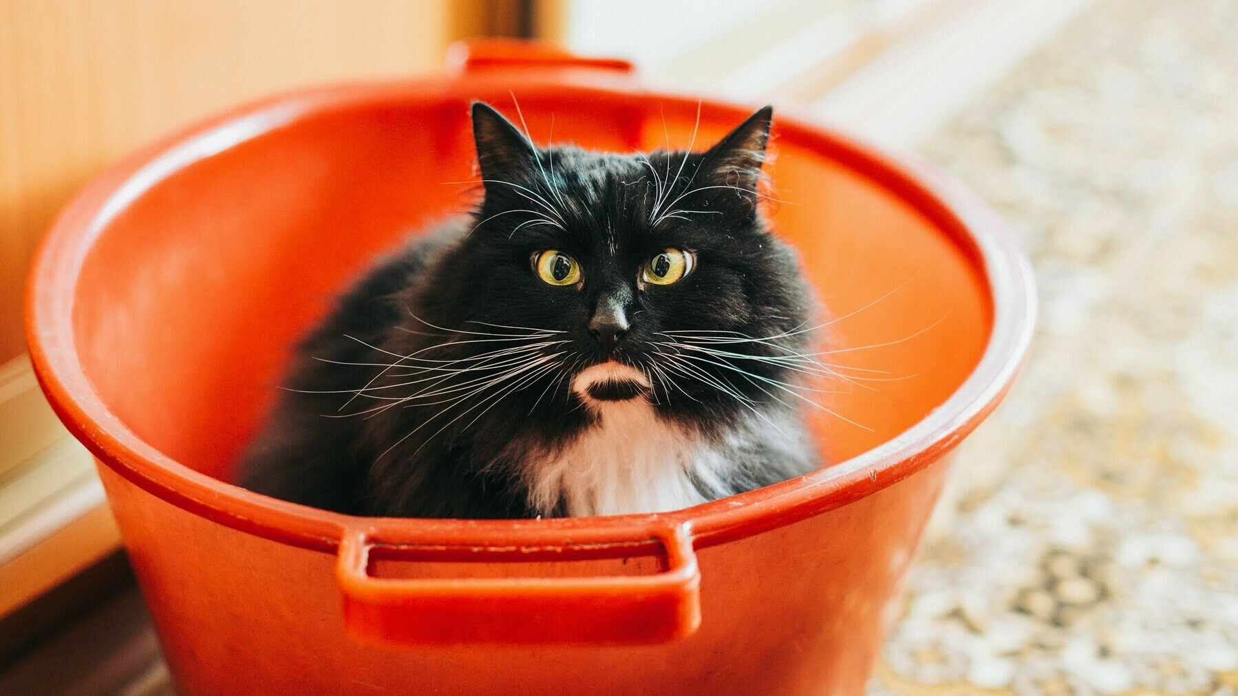 a black cat sits in a red bucket