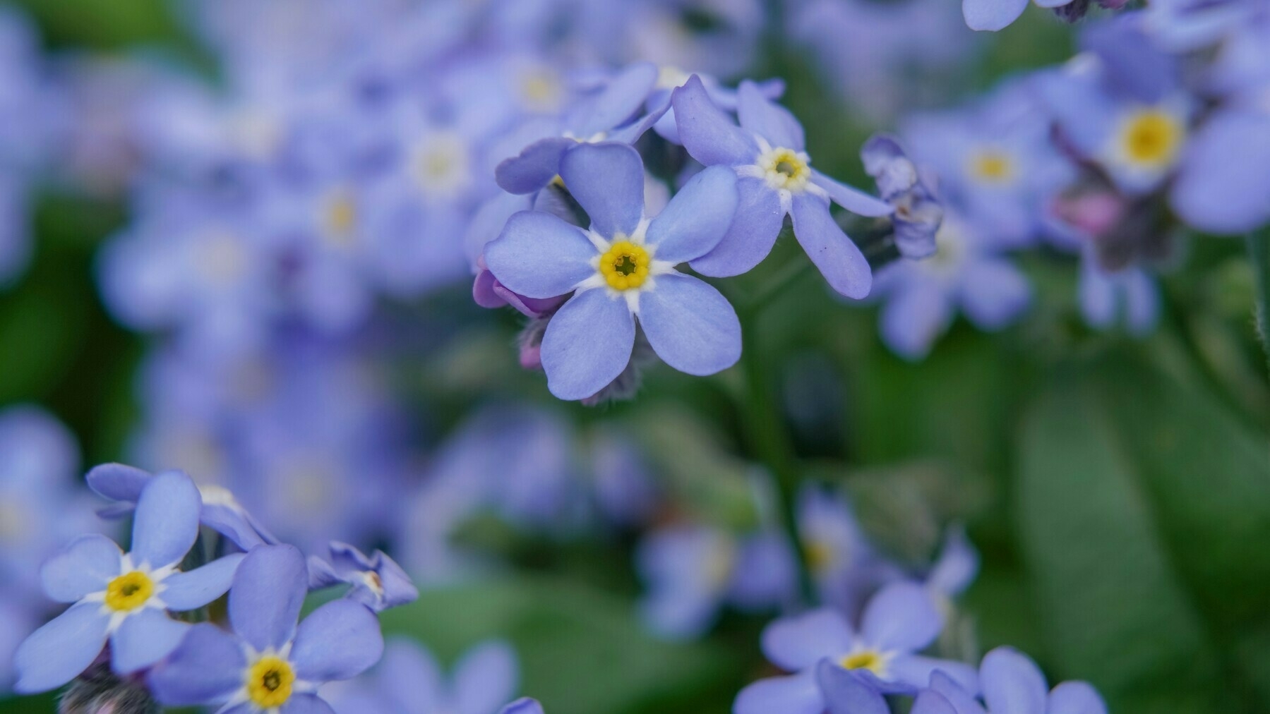 A close-up photo of blue forget-me-not flowers