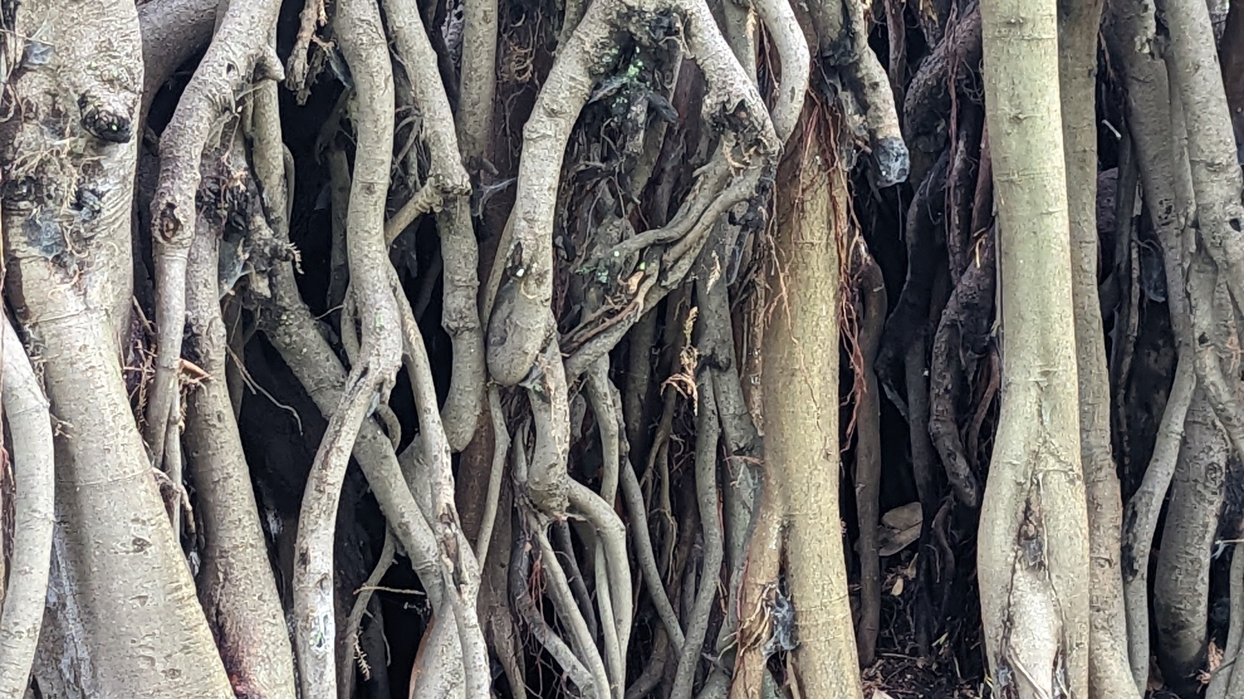 The roots of a fig tree in Sydney Botanic Gardens
