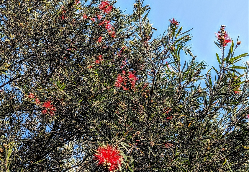 the red flowers of a bottlebrush tree against a blue sky