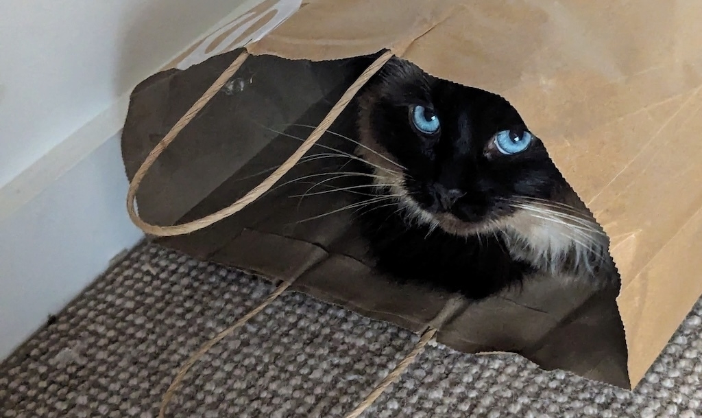 A cat with striking blue eyes is peeking out from inside a paper bag.
