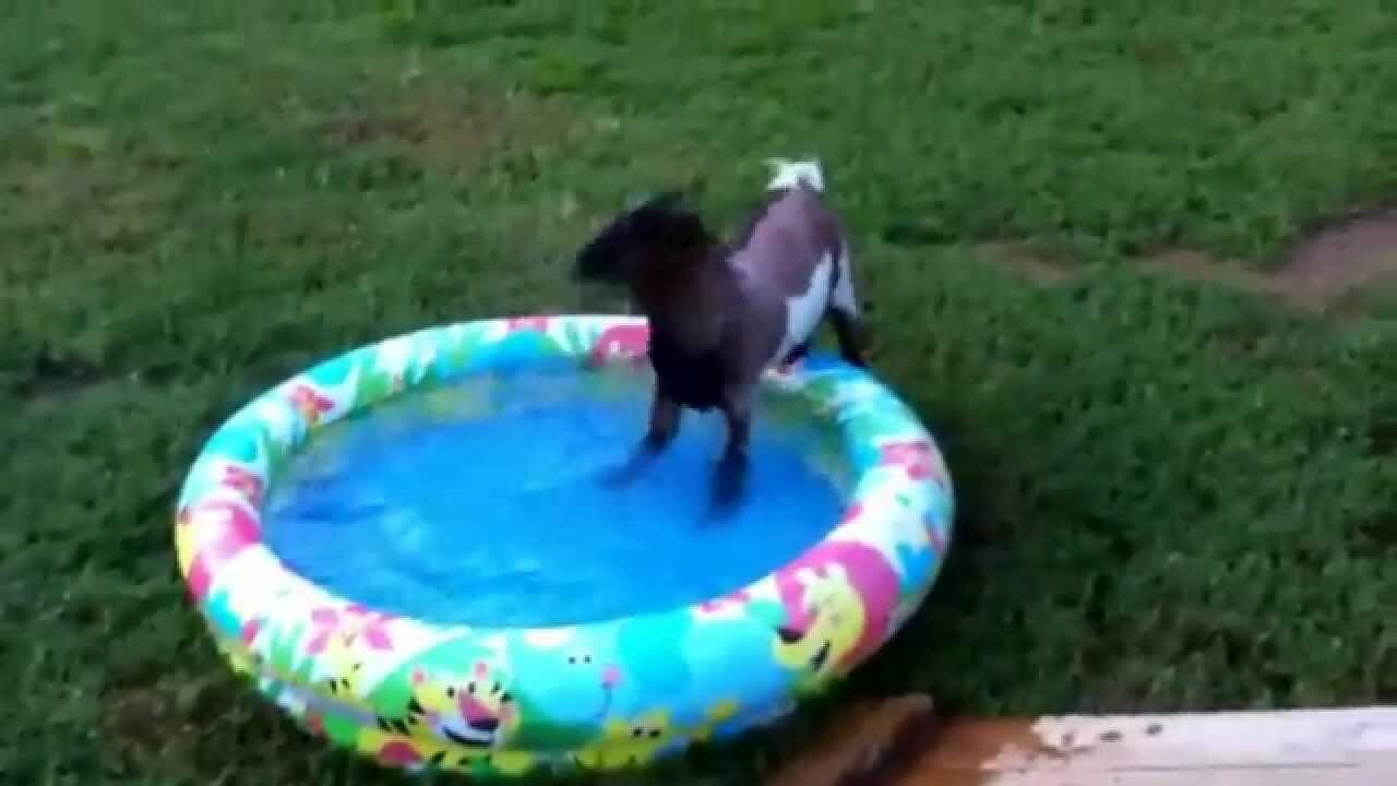 A goat is playing in a small, colorful inflatable pool on a grassy lawn. Looks like a blurry screen capture from YouTube.