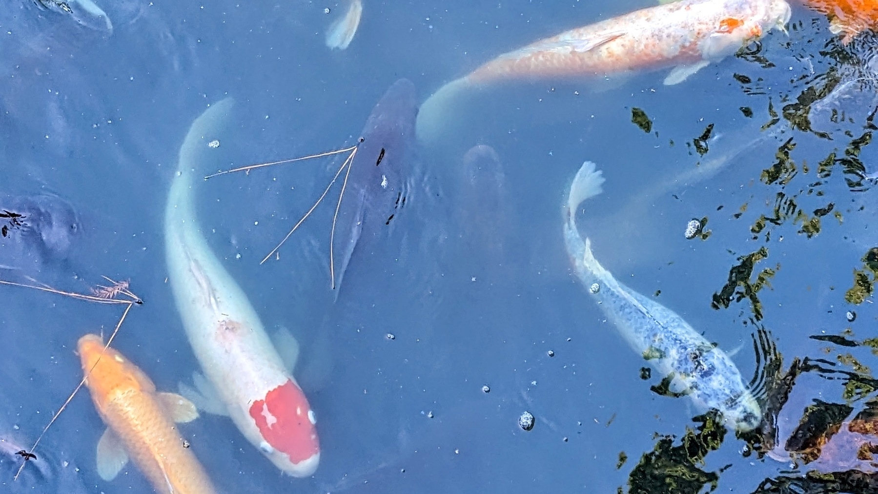 Colourful koi fish swim gracefully in a pond, surrounded by a few scattered leaves.