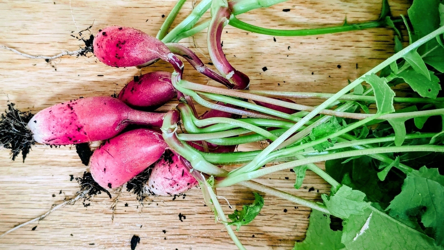 a bunch of fresh radishes from my garden Five freshly harvested radishes with leaves and soil are arranged on a wooden surface.