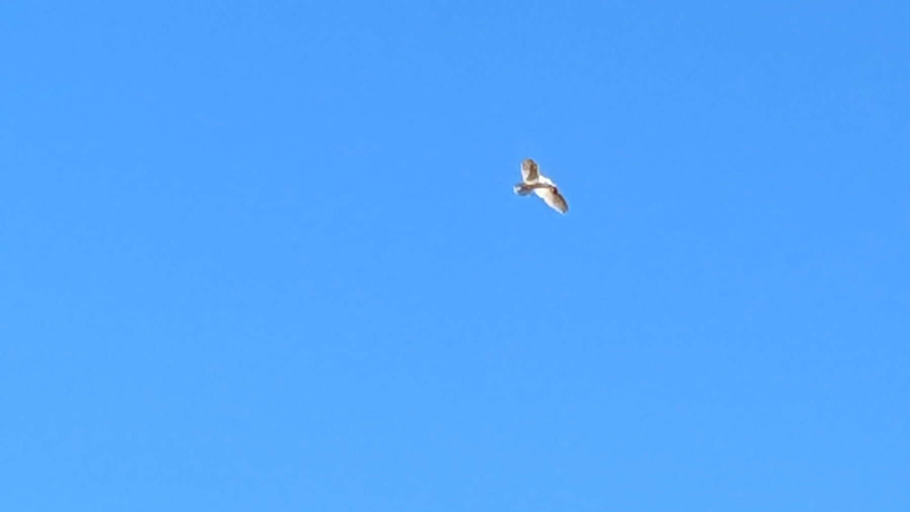 A hawk is flying high in the clear blue sky.