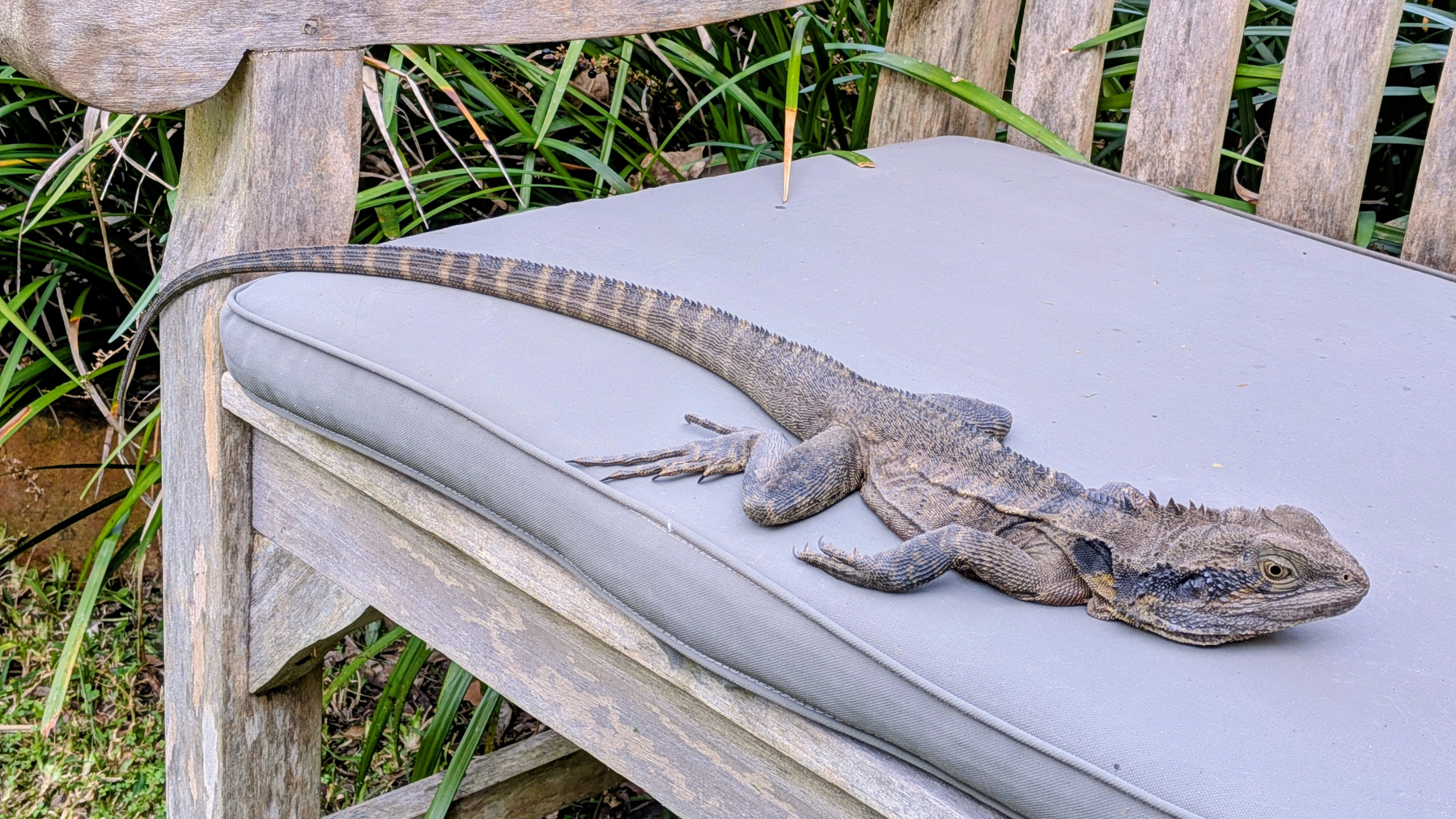 A lizard is lying on a gray cushion placed on a wooden bench outdoors.