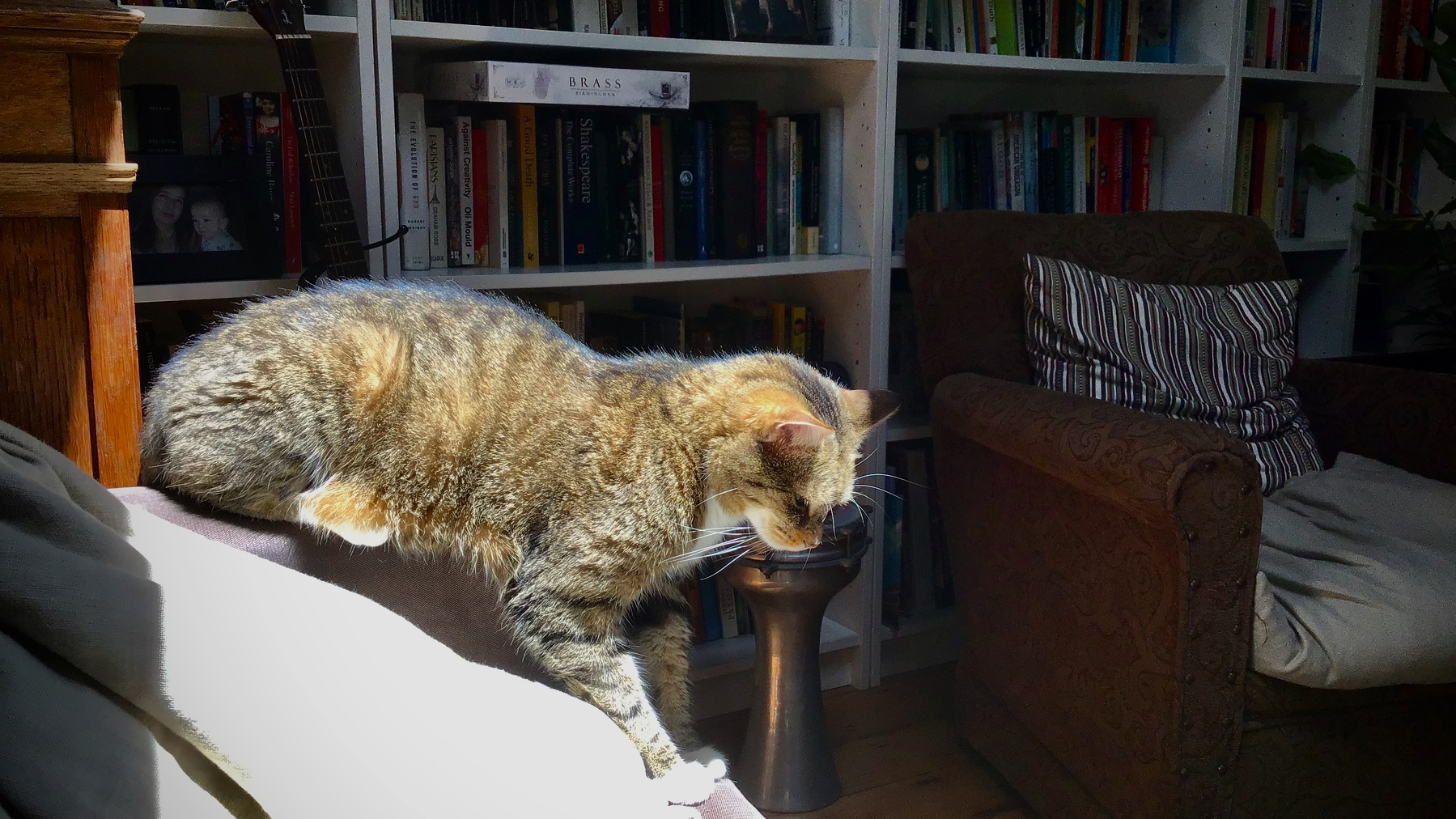 A tabby cat is perched on the edge of a sofa in a sunlit room with bookshelves and an armchair in the background.