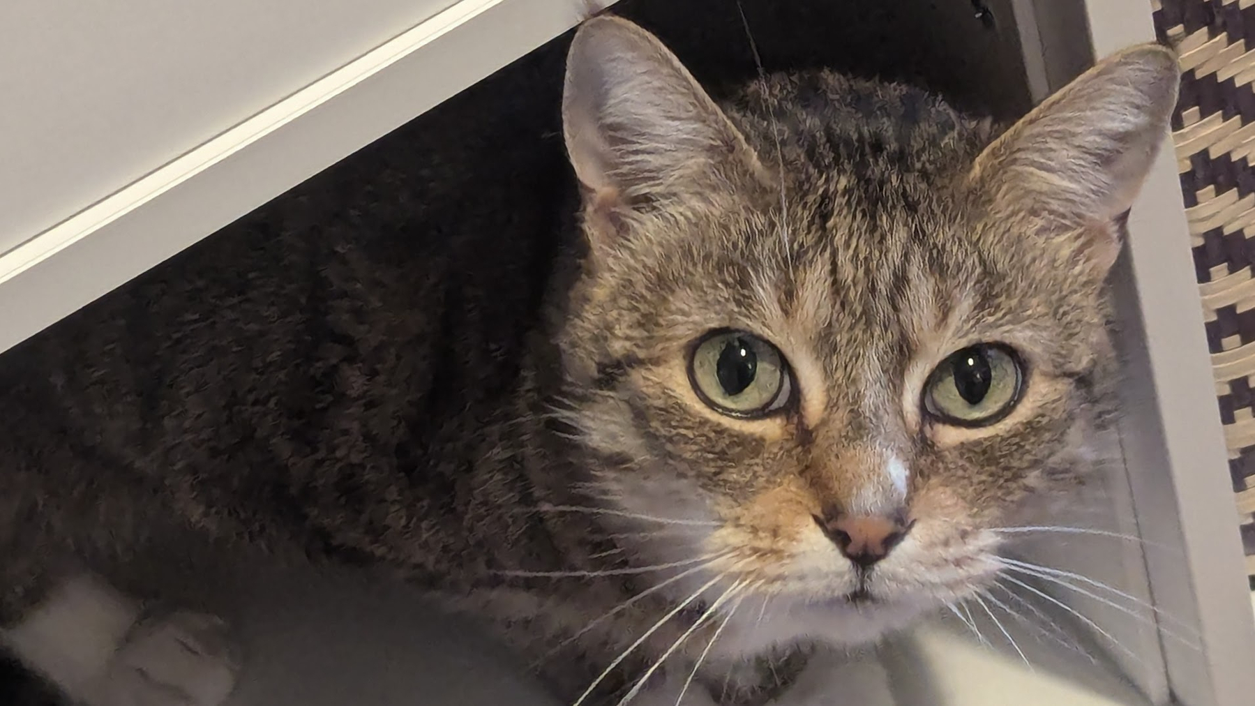 A tabby cat with wide eyes is peering out from under a piece of furniture.