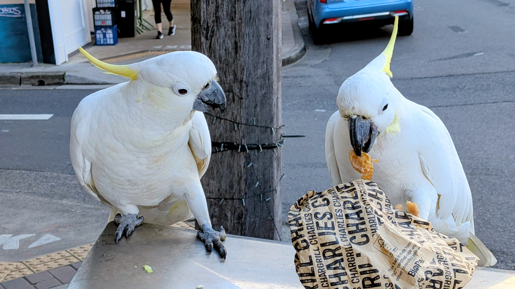 Two white cockatoos are perched near a street corner, with one eating a piece of junk food while the other looks on.