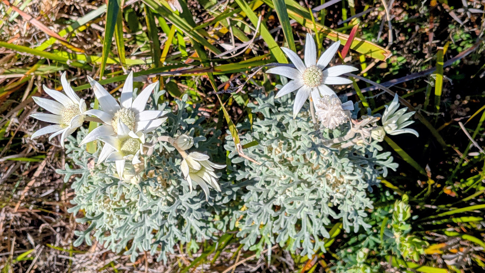 Two clusters of white flannel flowers with spiky petals and silvery-green foliage are growing among grass and dry leaves.