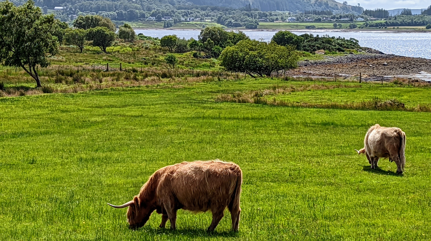 Two Highland cows are grazing on a lush green field near a Scottish loch with trees and hills in the background.