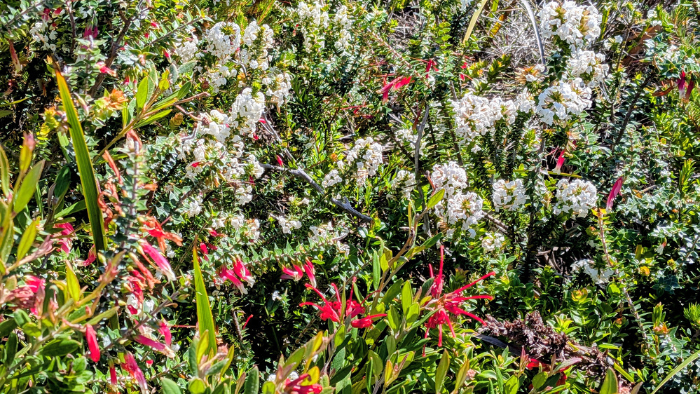 A dense cluster of white and red Australian native flowers surrounded by green foliage.