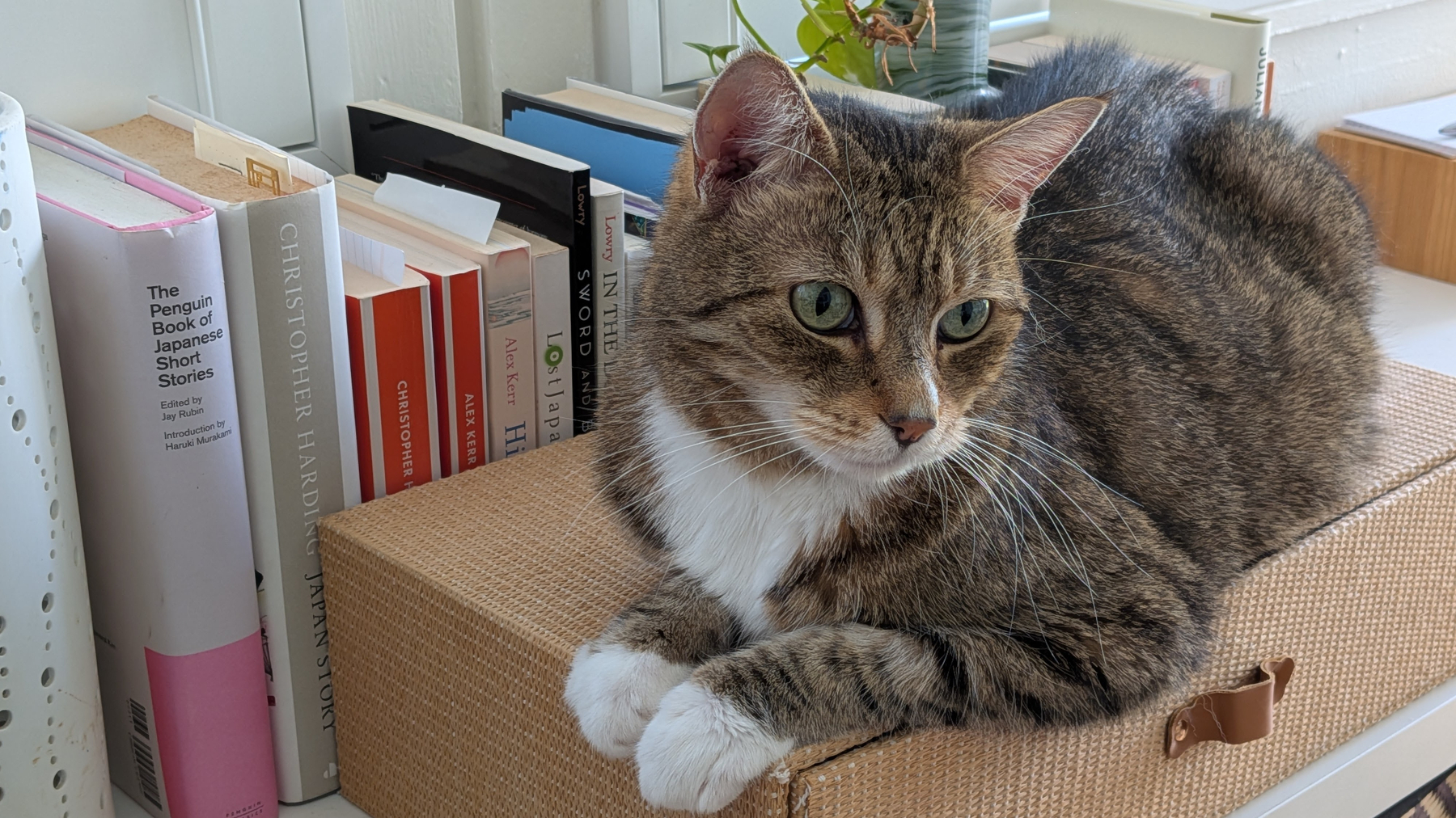 A tabby cat is lounging on a textured mat in front of a row of books about Japan on a shelf.