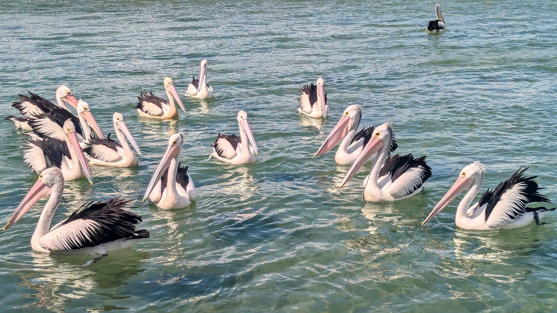 A group of pelicans with large bills and distinctive black and white plumage are floating on the water.