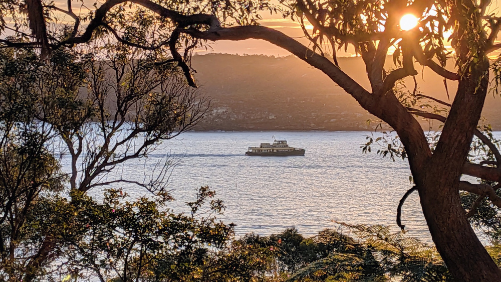 A ferry is sailing on Sydney Harbour during sunset, framed by trees and branches in the foreground.