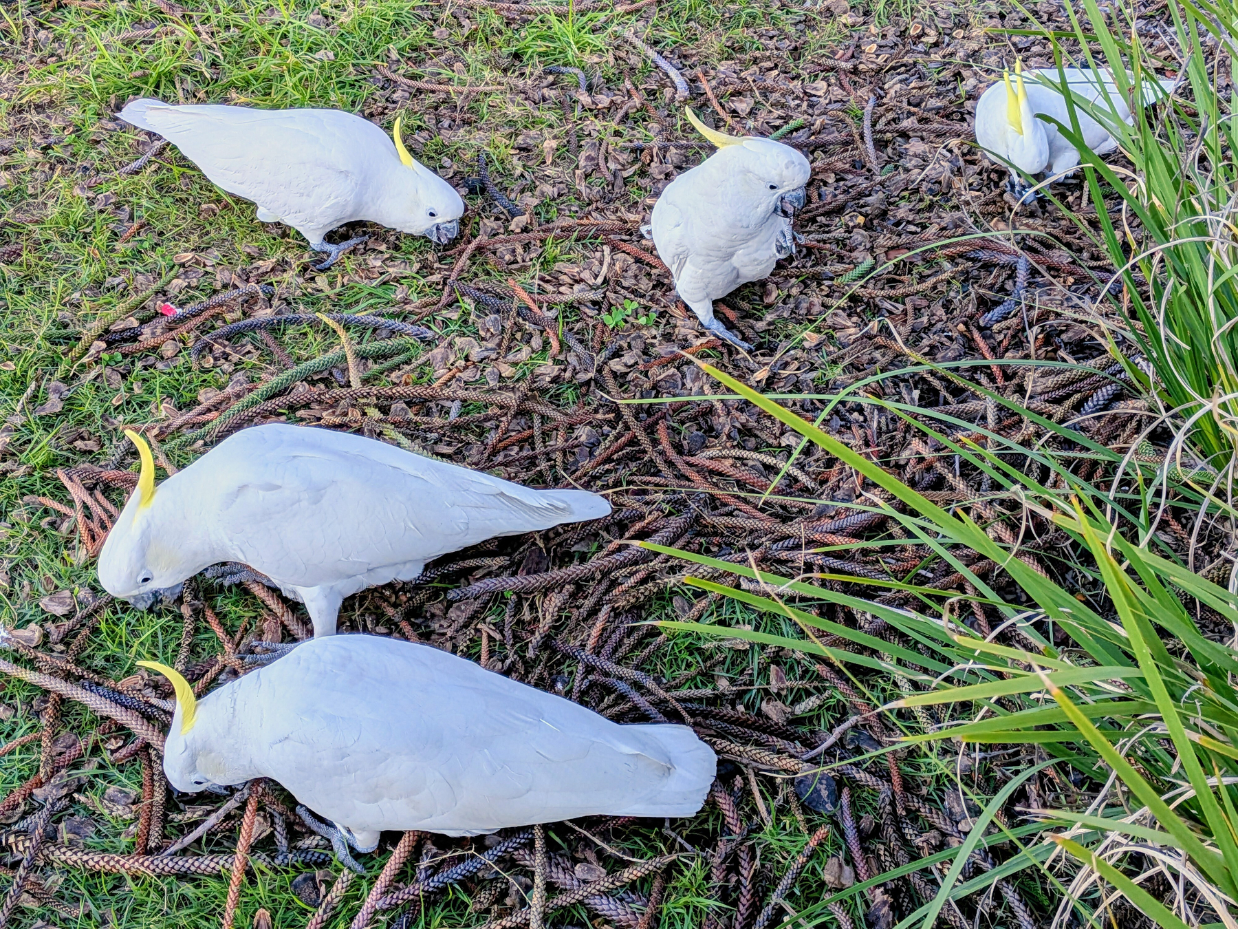 Five white cockatoos with yellow crests are foraging on the ground covered with pine cones and grass.