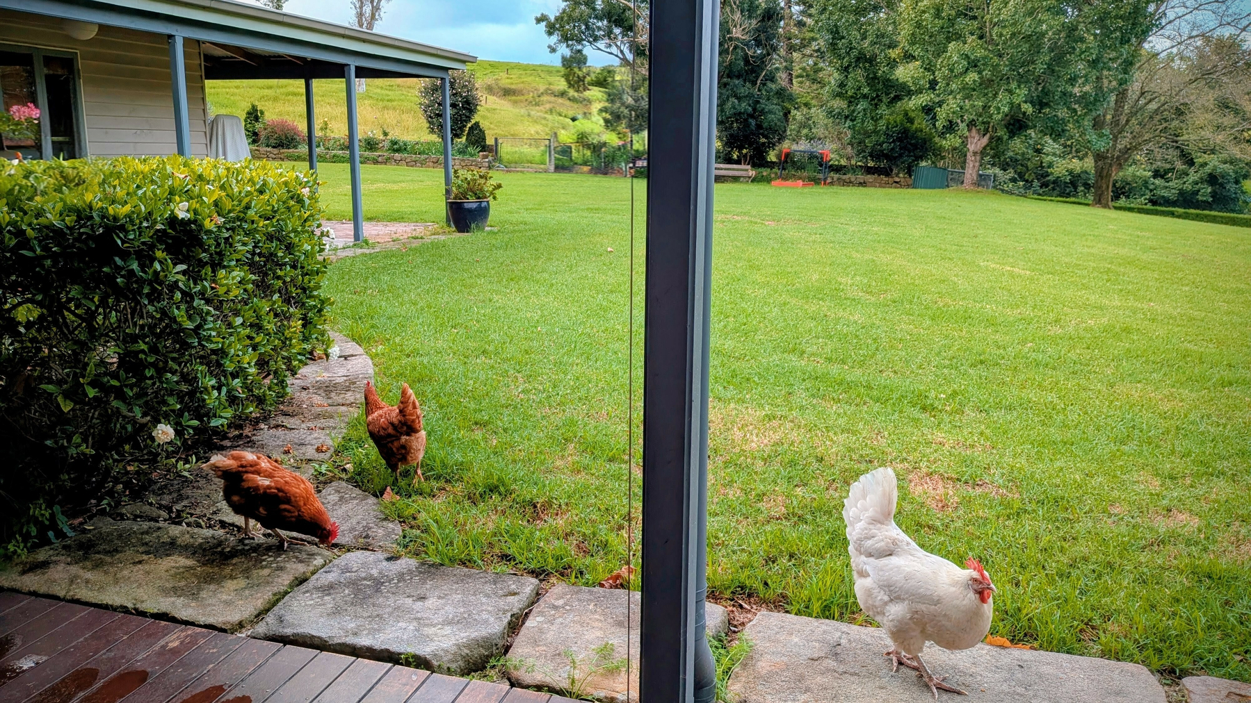 Two brown chickens and a white chicken roam near a house with a verandah and a lush green lawn and trees in the background.