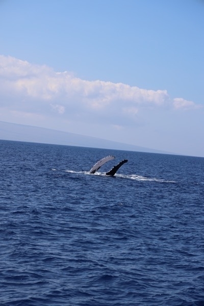 A mom's two fins as she teaches her calf to slap