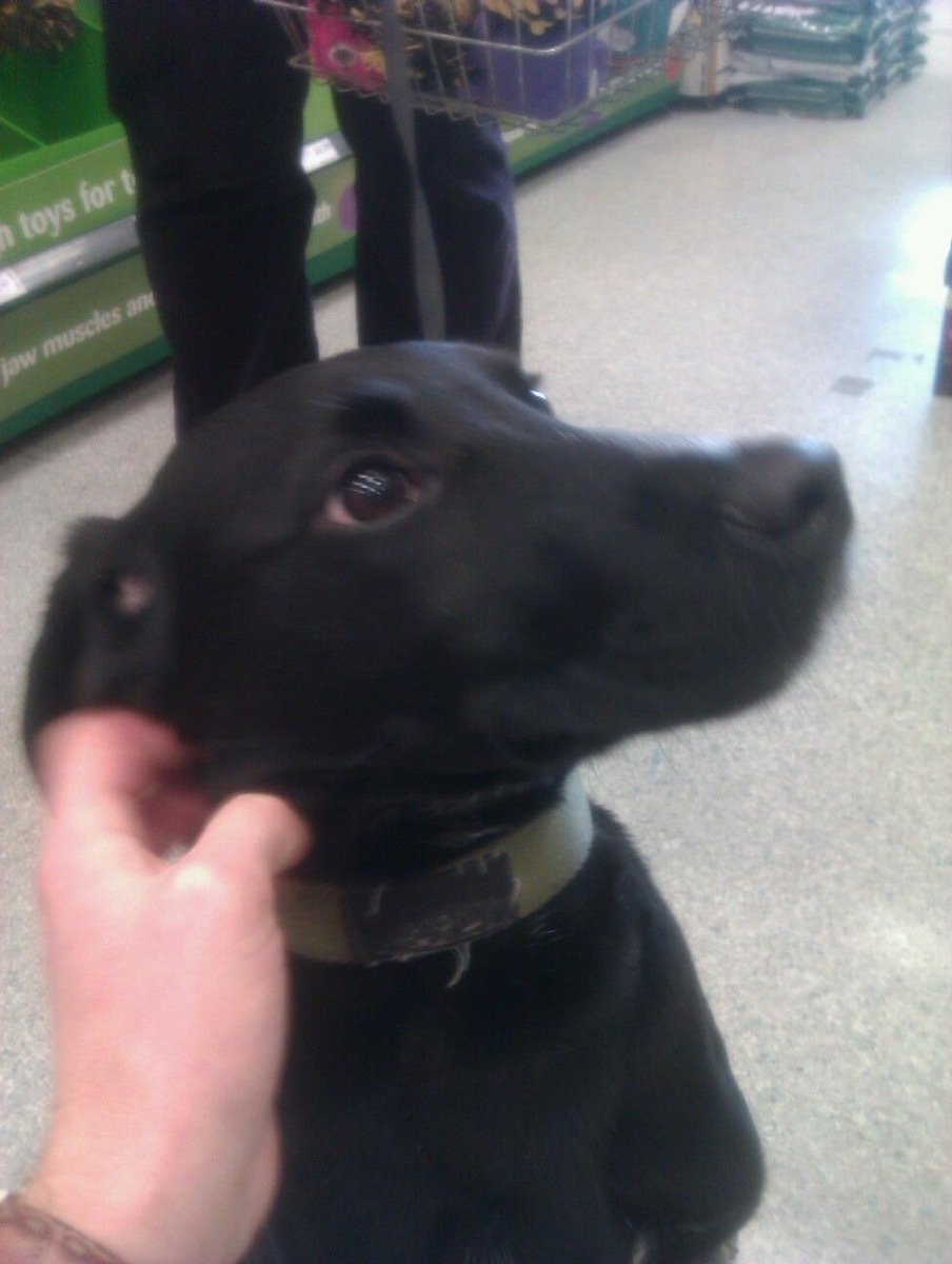 Mastang in Pets At Home Aberdeen