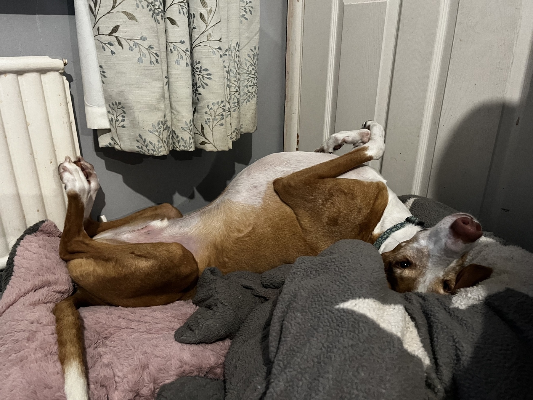 Podenco Ibicenco in contorted sleeping position