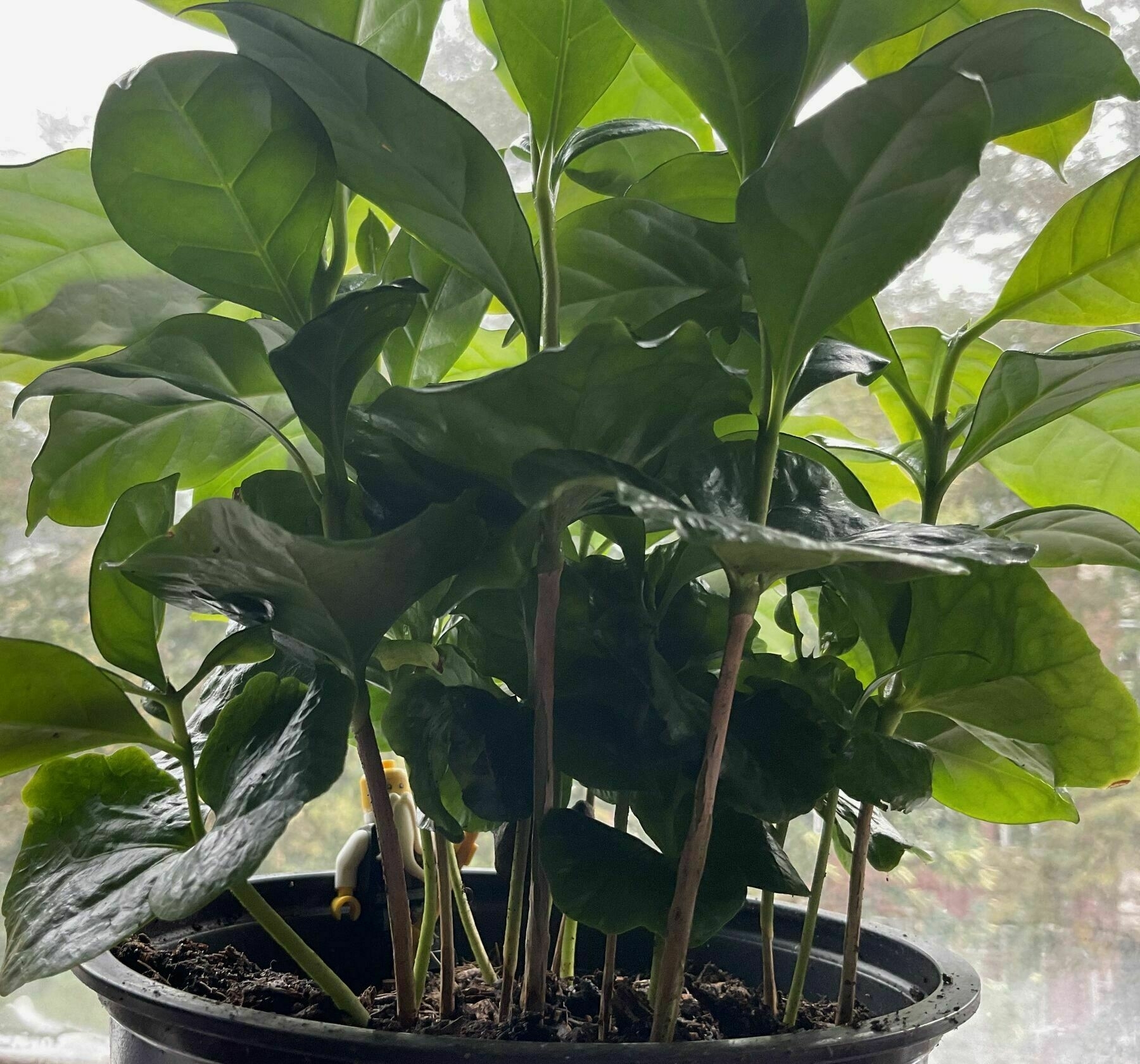 A leafy coffee plant in a pot