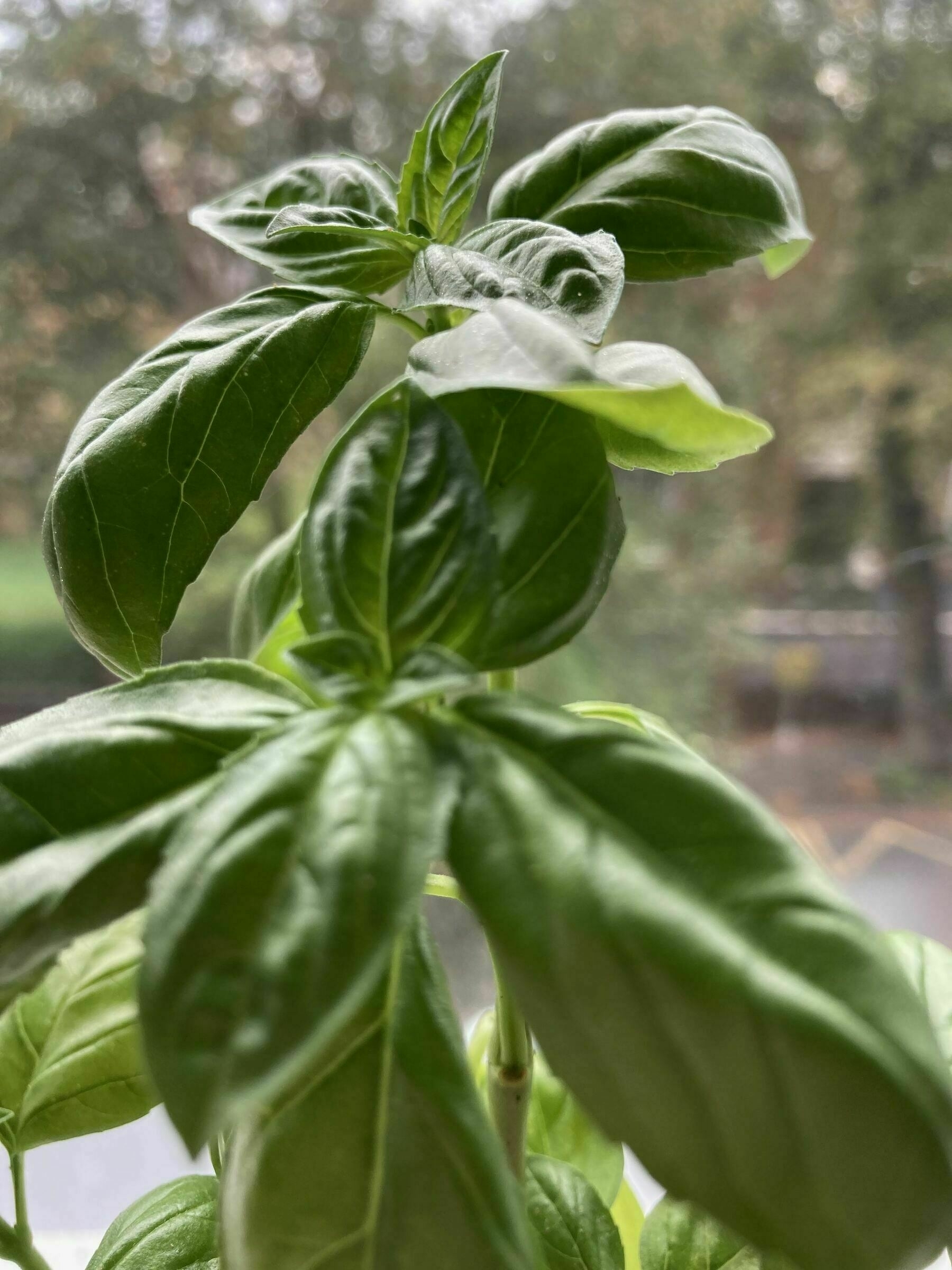 The leaves of a basil plant.