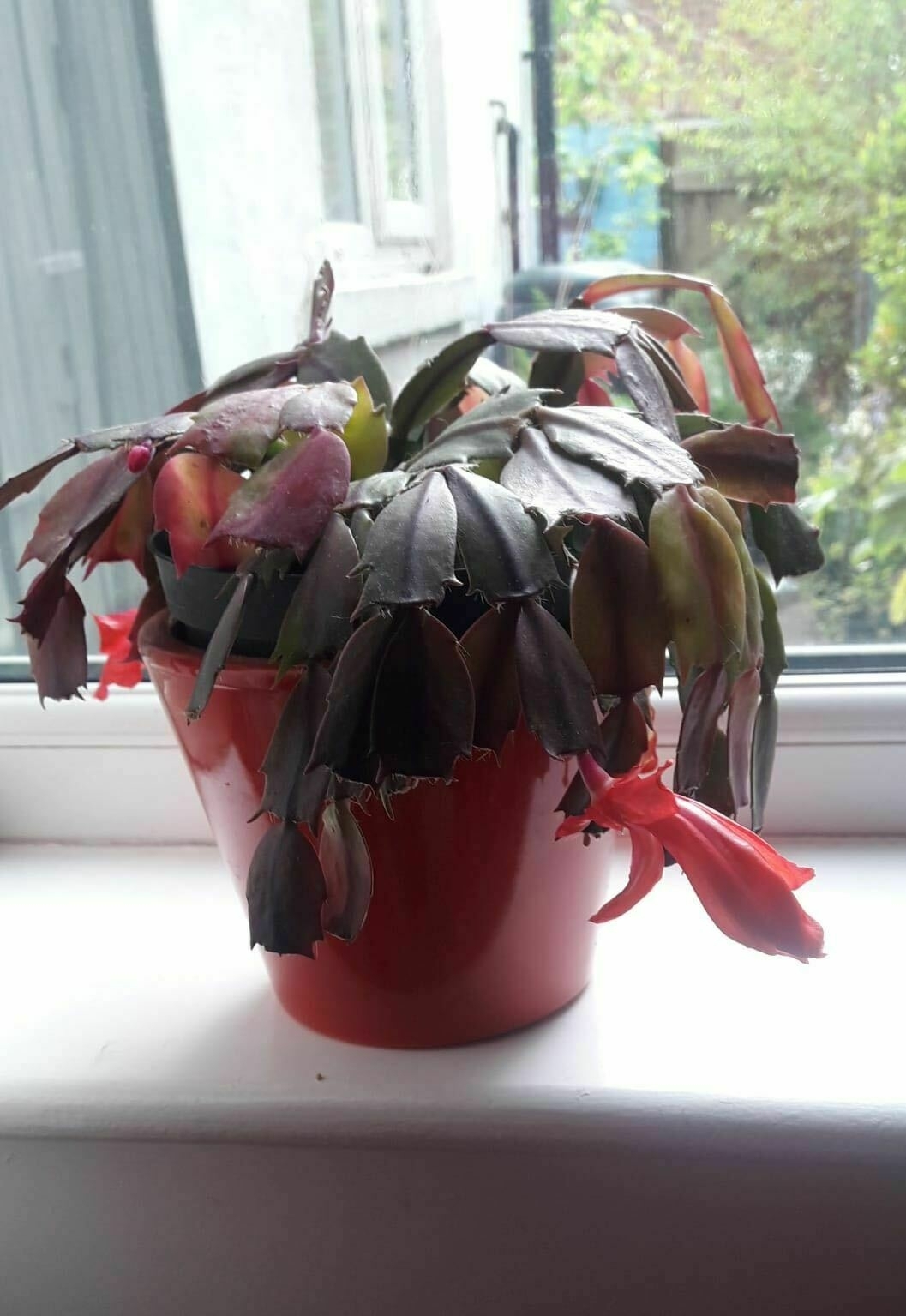 A Christmas cactus in a pot on a window sill  
