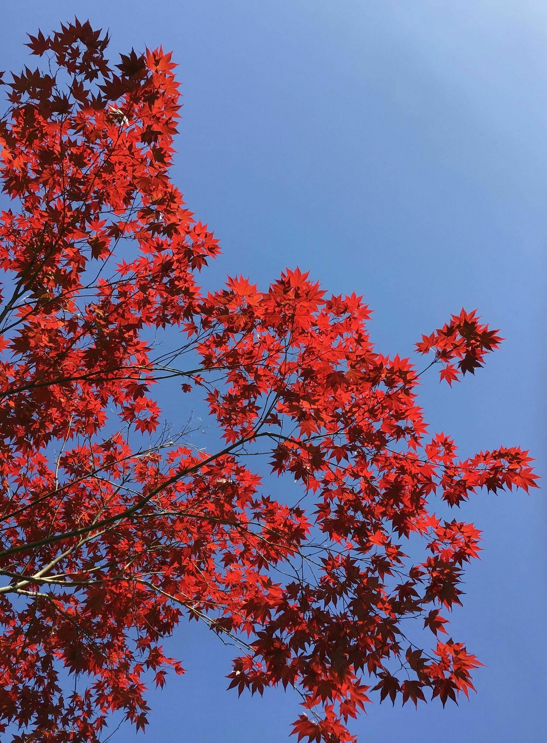 red foliage of a Japanese Maple tree pictured against a blue summer sky.