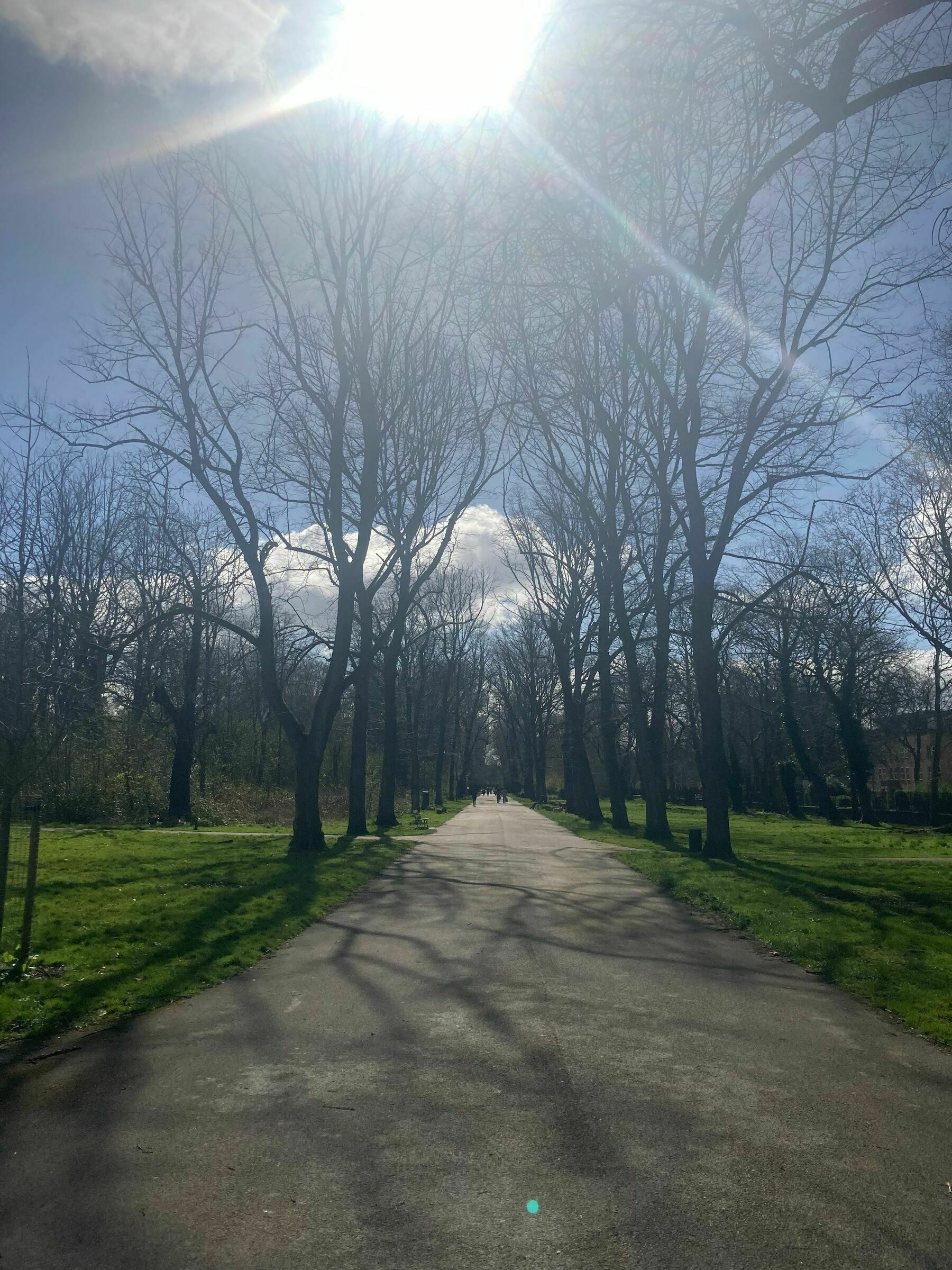 An avenue of still bare trees with a bright midday sun in a blue sky casting shadows of the trees on the path. 