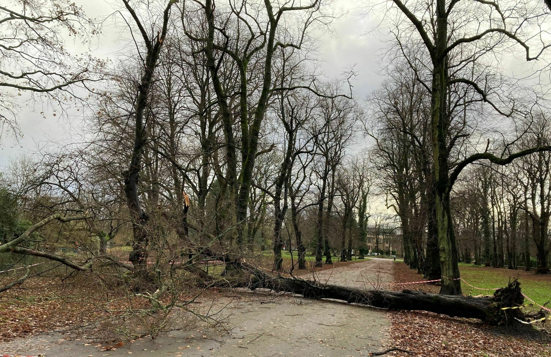 An avenue of trees line a wide path with one tree fallen across the path.
