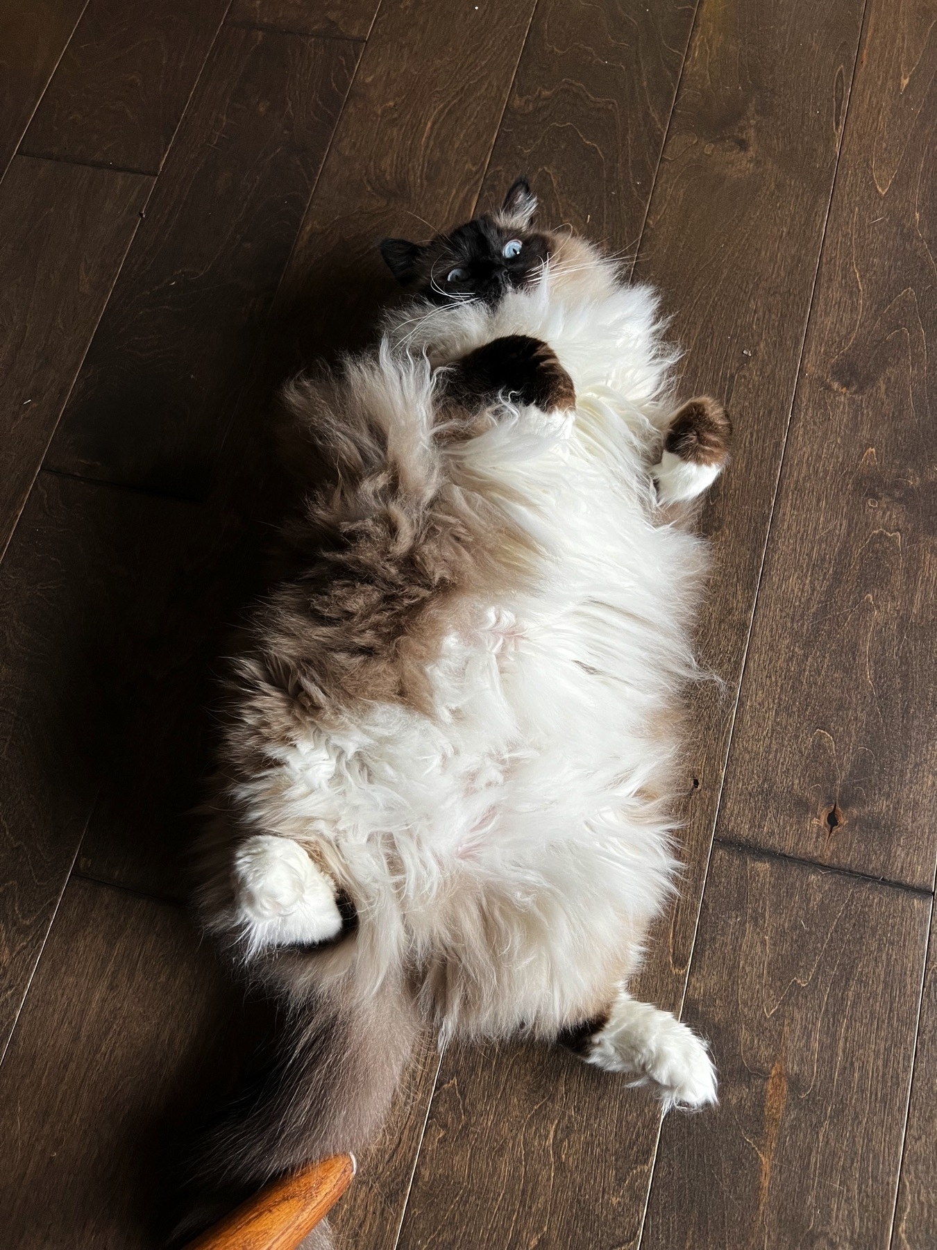Ragdoll cat laying on its back, fuzzy belly exposed
