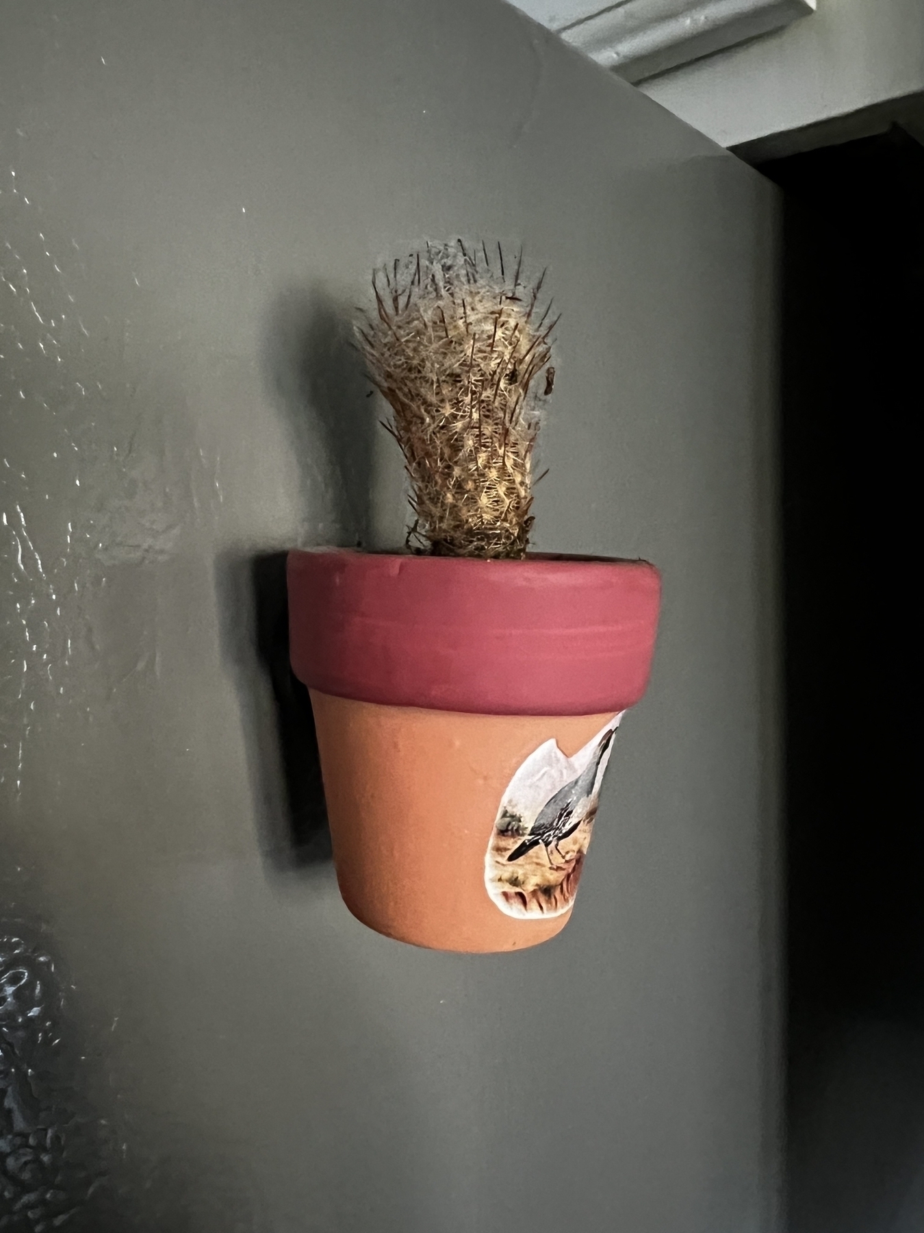 Small, dead cactus in a refrigerator magnet pot. 