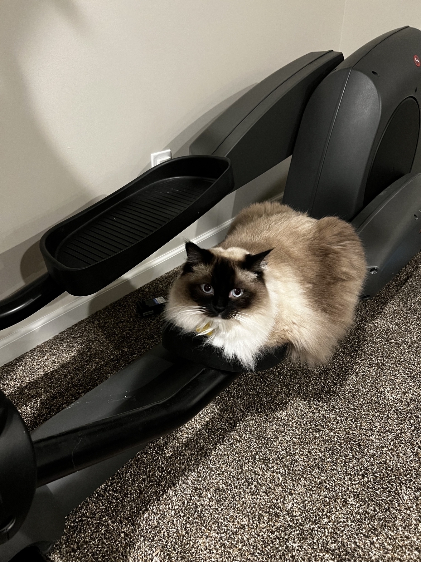 Cat sitting on elliptical machine 