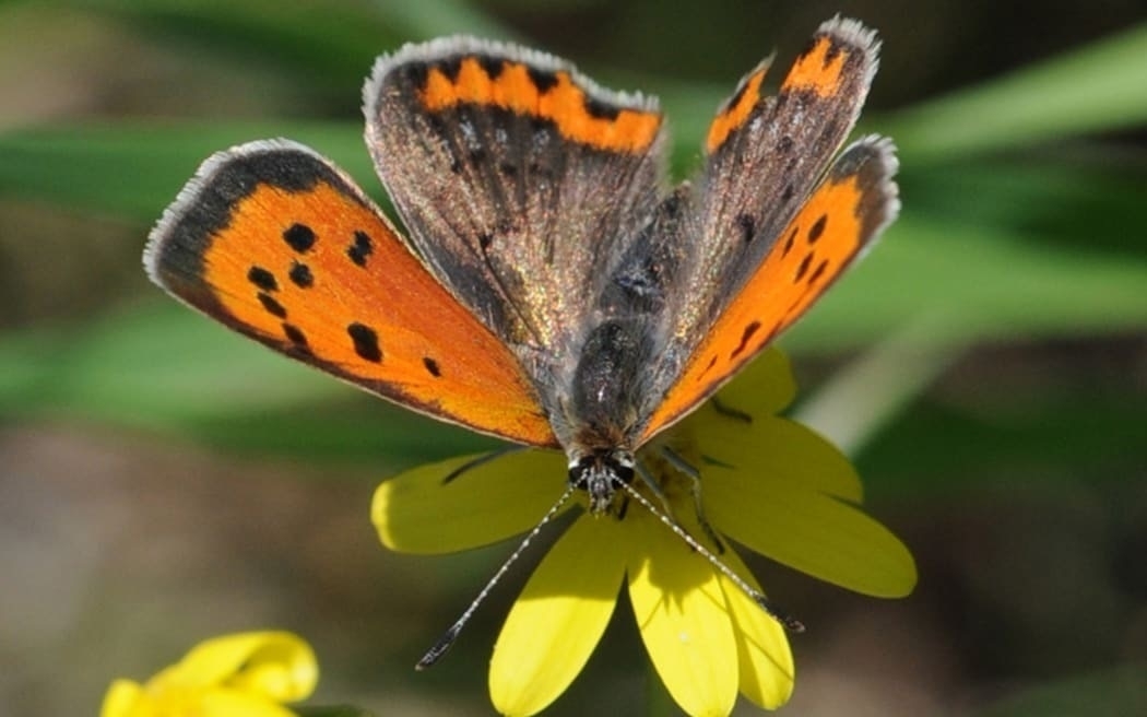 The copper butterfly. Photo: Wikimedia Commons. 