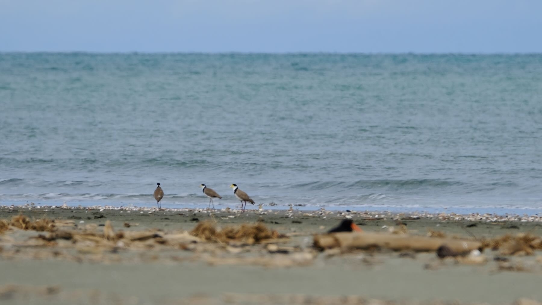 3 Spur winged plovers by the edge of the sea. 