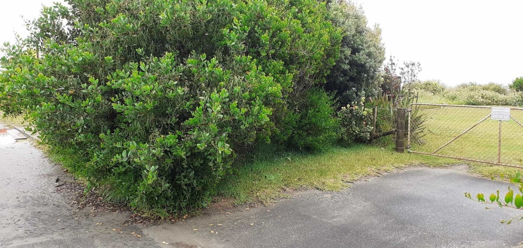 Golden wattle plant. 