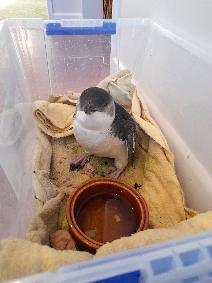 Perky penguin in a box. 