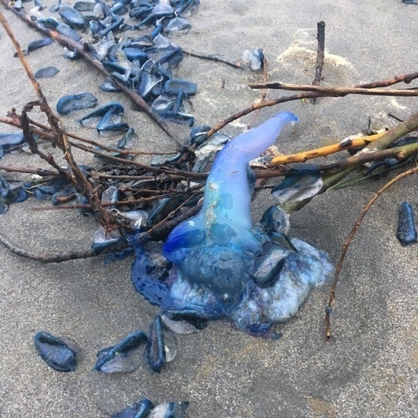 A Bluebottle, with Velella.  