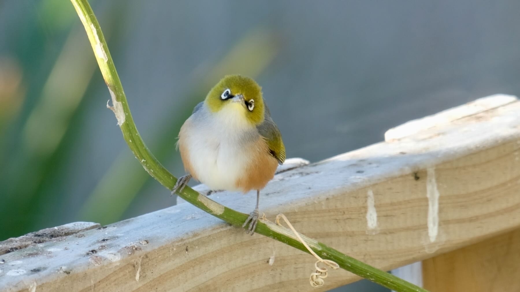 Small bird looks straight at the camera with forward facing eyes making it look goofy. 