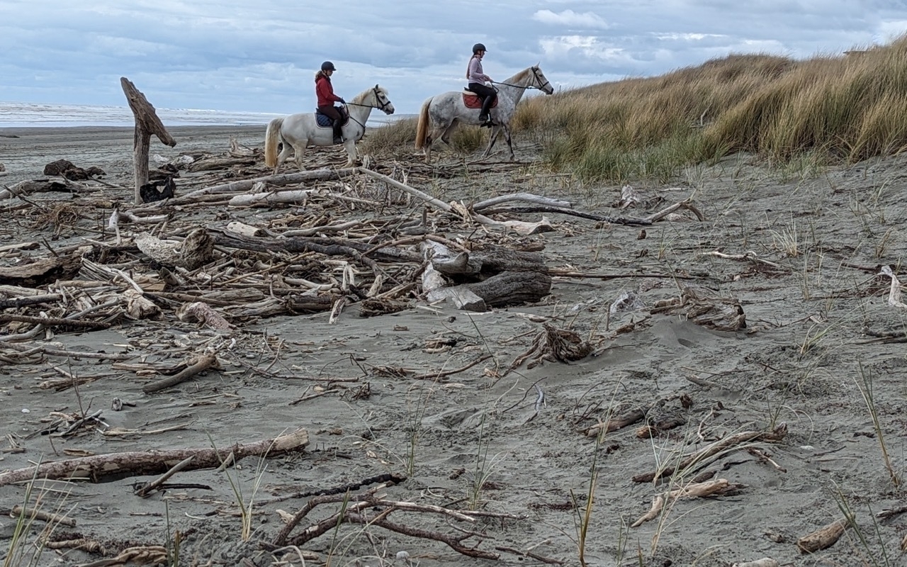 Two horses and riders go through the driftwood. 
