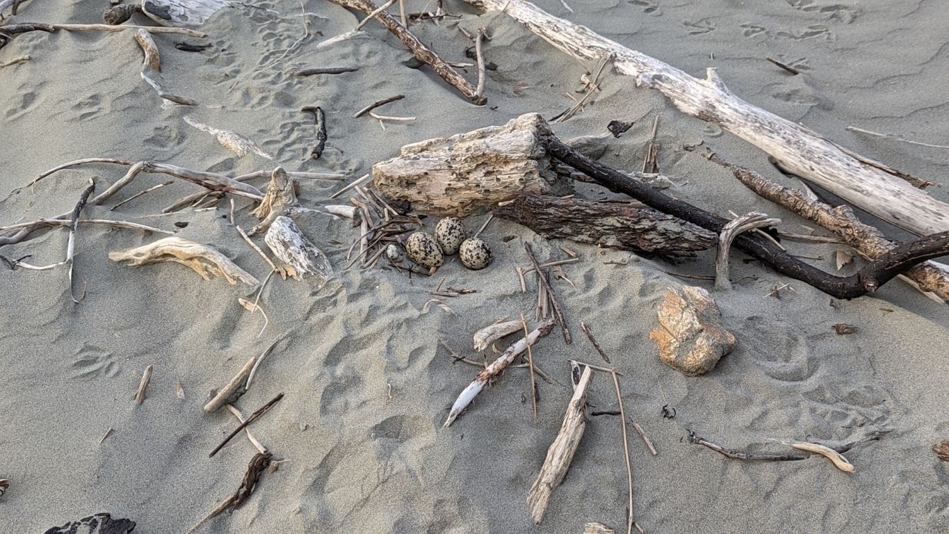 3 eggs in a scrape in the sand by driftwood. 
