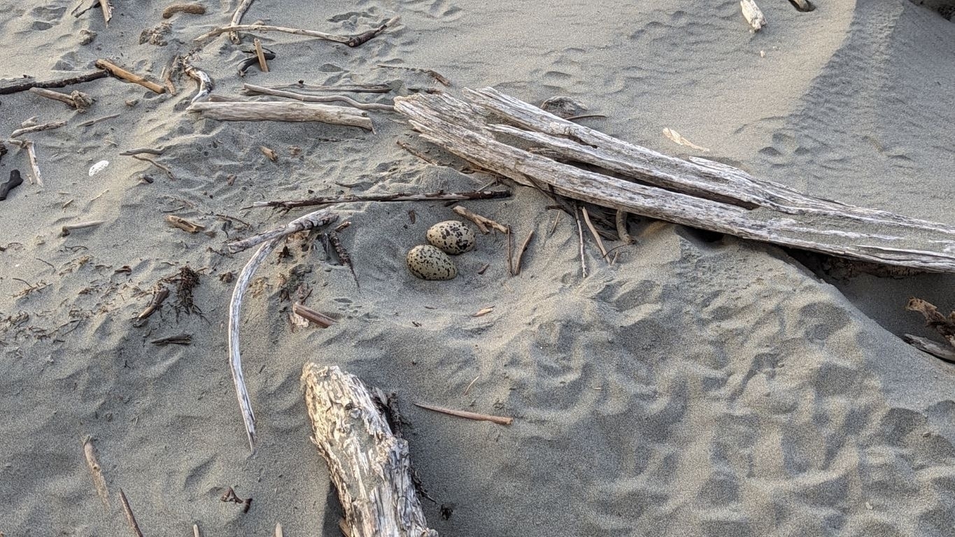 2 eggs in a scrape in the sand by driftwood. 