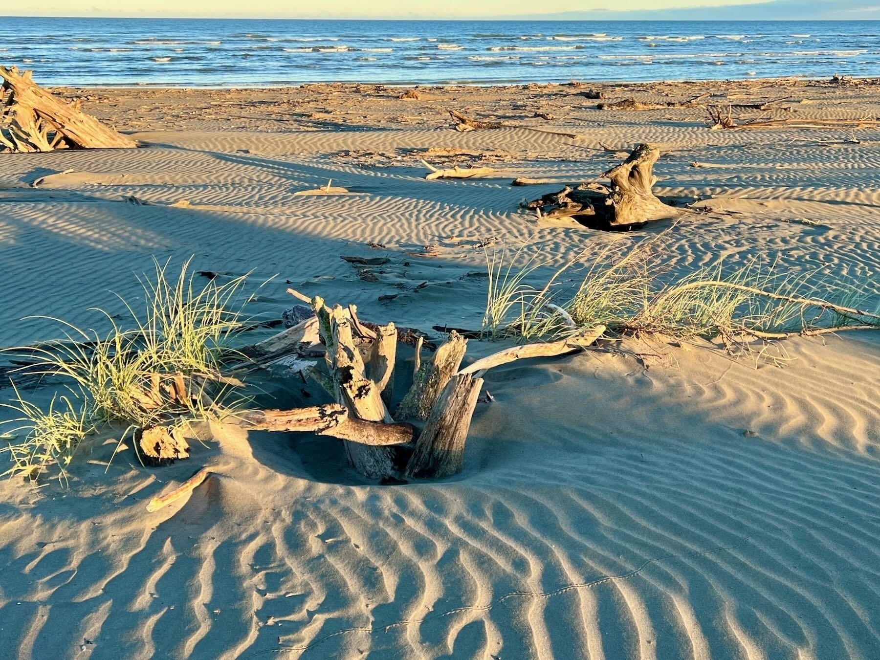 New spinifex growth around a large piece of driftwood buried in sand. 