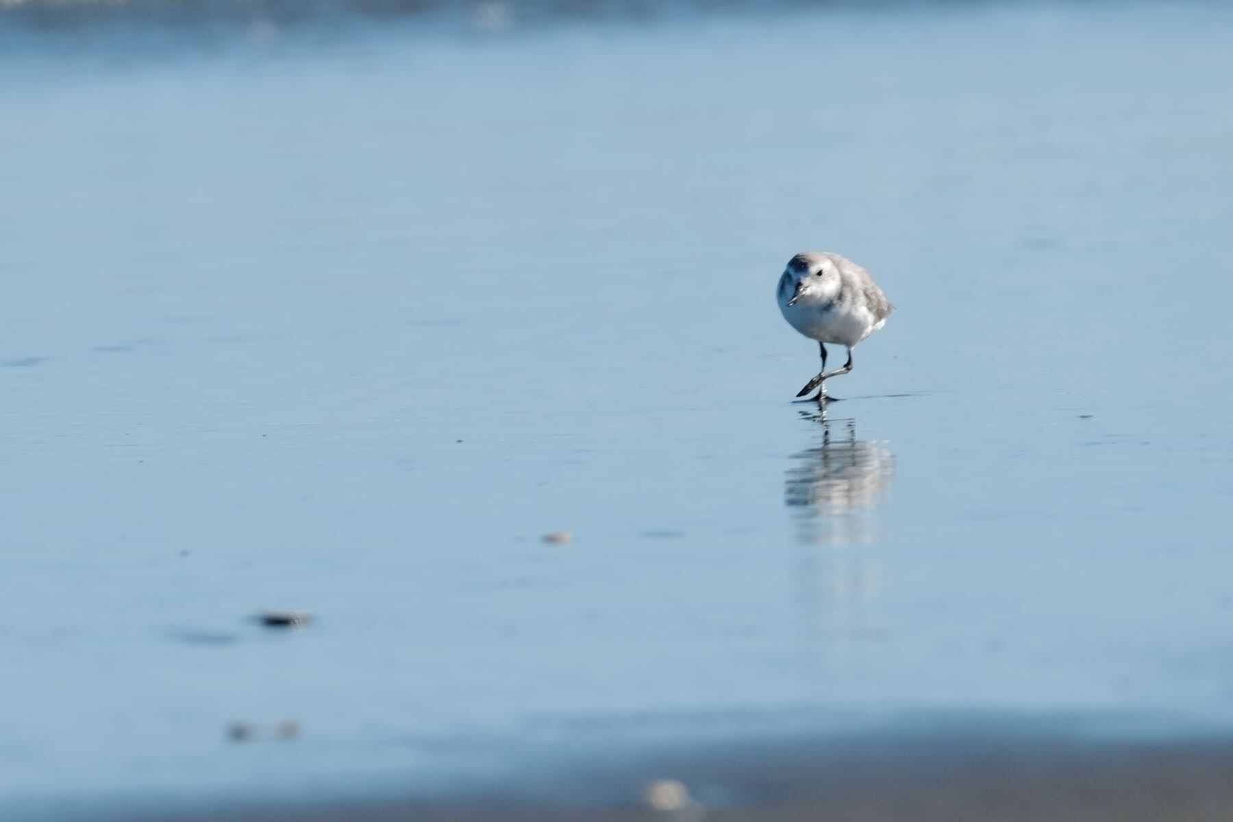Small bird walking on wet sand. 